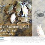 Indonesian Blue Swimming Crab